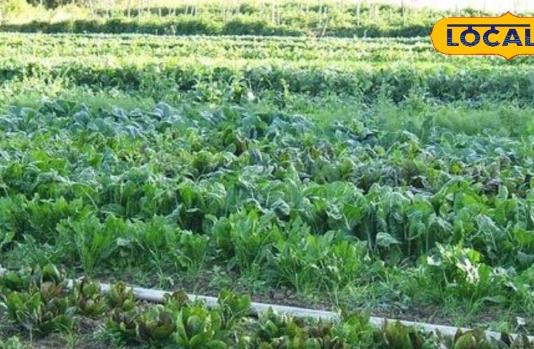 Success story of woman agriculture income more