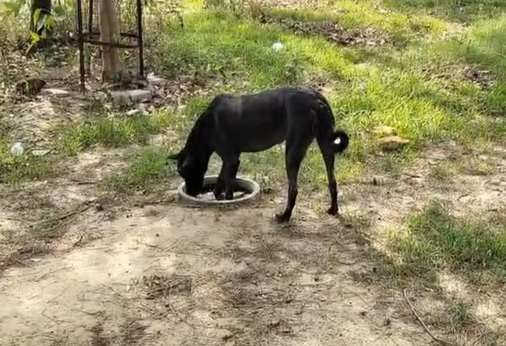Water arrangements for street dogs in Ghaziabad | गाजियाबाद में स्ट्रीट डॉग्स के लिए पानी का इंतजाम: अनु रोजाना जमीन खोदकर रखती हैं बर्तन, ताकि गर्मी में जानवरों को मिले ठंडा पानी – Ghaziabad News