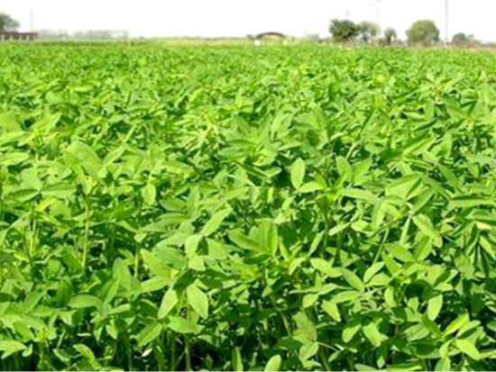 Jhansi’s Berseem will also grow in America and Australia | झांसी की बरसीम अमेरिका और ऑस्ट्रेलिया में भी उगेगी: ग्रासलैंड के वैज्ञानिकों ने विकसित किया है चारा, अनुबंध के आधार पर जाएगी विदेश – Jhansi News