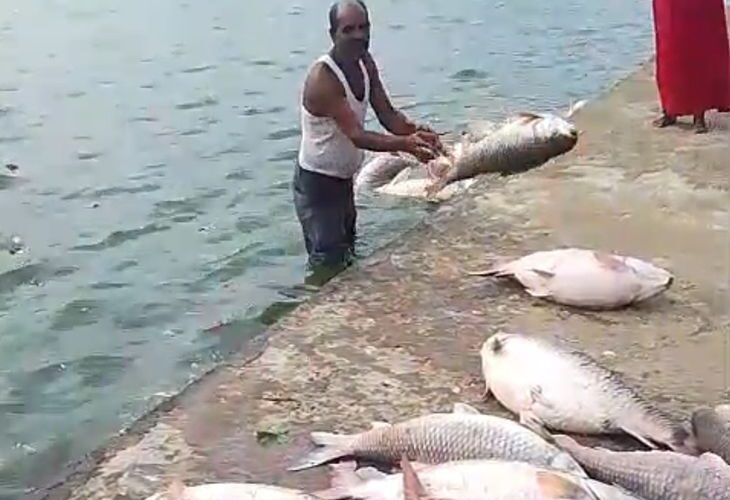 Fishes die in the pond of Bharatbhari temple, VIDEO | भारतभारी मंदिर के सरोवर में मछलियों की मौत, VIDEO: डुमरियागंज के पौराणिक मंदिर के तालाब में दिखीं मृत मछलियां, जांच शुरू – Dumariyaganj(Siddharthnagar) News