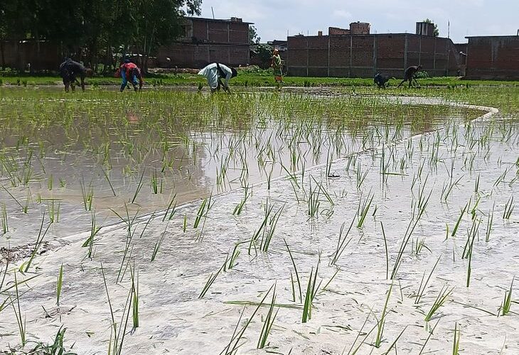 Rain overnight in Shravasti | श्रावस्ती में रात भर बारिश: किसानों को मिली राहत, धान की रोपाई में मदद; तापमान 44 से घटकर 32 डिग्री – Shravasti News