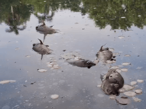 Varanasi News Hundreds of fish landed in the Mandakini Kund of Varanasi | वाराणसी के मंदाकिनी कुंड में उतराई सैकड़ों मछलियां: भारतेन्दु उद्यान में दूषित पानी की वजह से मरीं, दो दिन से सड़ रहीं, बदबू से लोग परेशान – Varanasi News