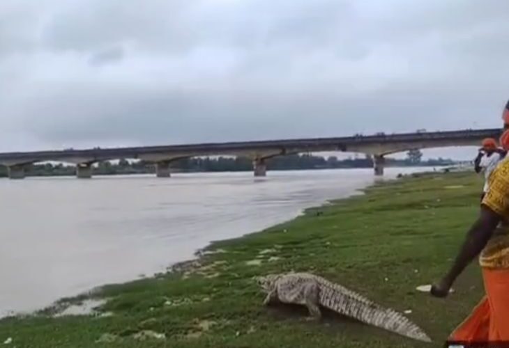 Crocodile entered villager’s house | ग्रामीण के घर में घुसा मगरमच्छ: वन विभाग की टीम ने रातभर की मशक्कत के बाद पकड़ा, सरयू नदी में छोड़ा – Bahraich News
