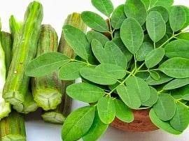 Grassland of Jhansi made leaf meal for cattle | झांसी के ग्रासलैंड ने बनाया गोवंश के लिए लीफ मील: मवेशियों की सेहत और दूध के उत्पादन में एनर्जी बूस्टर का काम करेगा फॉर्मूला – Jhansi News
