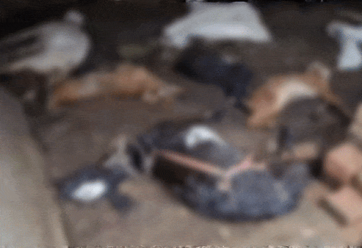 A man-eating animal ate the stomachs of eight goats in Jhansi | झांसी में आठ बकरियों का पेट खा गया आदमखोर जानवर: चार बकरियां कर गया घायल, पंजों के निशान देख दहशत में ग्रामीण – Jhansi News