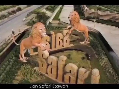 World Lion Day at Etawah Safari Park | इटावा सफारी पार्क में विश्व लायन दिवस: शेर विष्वा का जन्मदिन बना आकर्षण, अखिलेश यादव ने VIDEO जारी कर दी बधाई – Etawah News