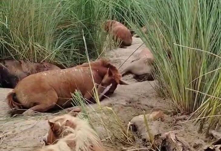 14 horses died after getting stuck in the flooded swamp | बाढ़ के दलदल में फंसकर 14 घोड़े की मौत: बलिया में अचानक पानी भरने से मवेशी फंसे, पशुपालकों का लाखों का नुकसान – Ballia News